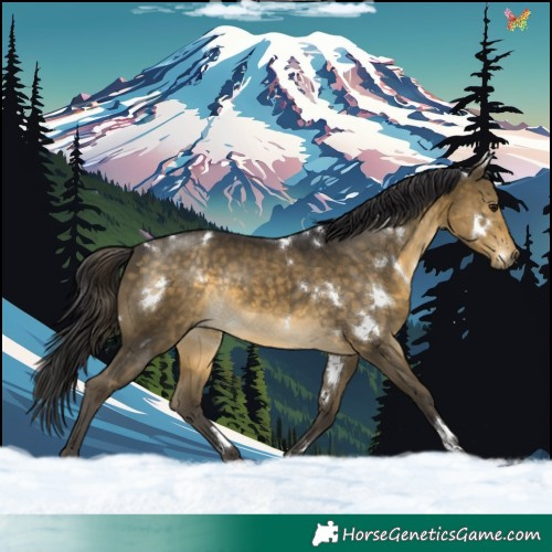 Horse Color:White Spotted Buckskin Rabicano 