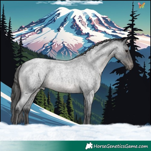 Horse Color:Blue Roan Appaloosa Rabicano 