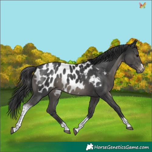 Horse Color:Black Tobiano Frame Appaloosa Rabicano 