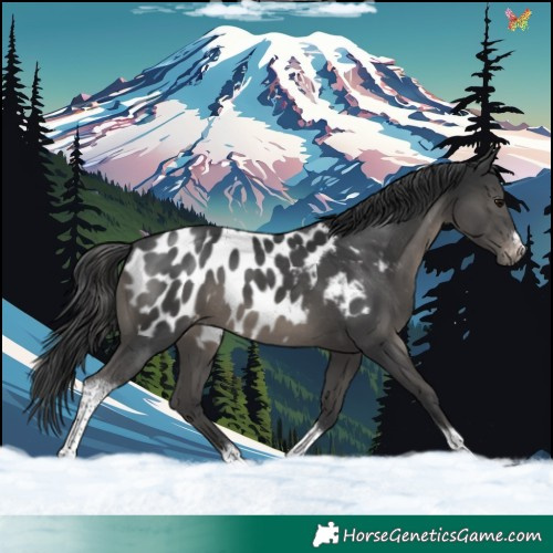 Horse Color:Black Tobiano Frame Blanket Rabicano 