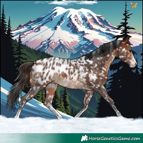 Horse Color:Bay Sabino Blanket Rabicano 
