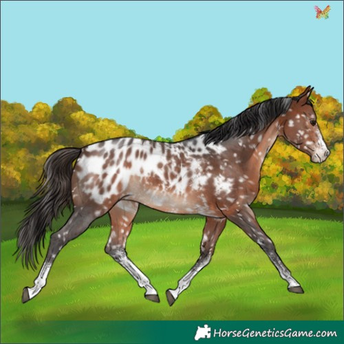Horse Color:Bay Sabino Appaloosa Rabicano 
