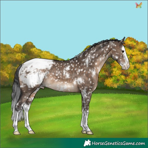 Horse Color:White Spotted Brown Dun Splash Appaloosa 
