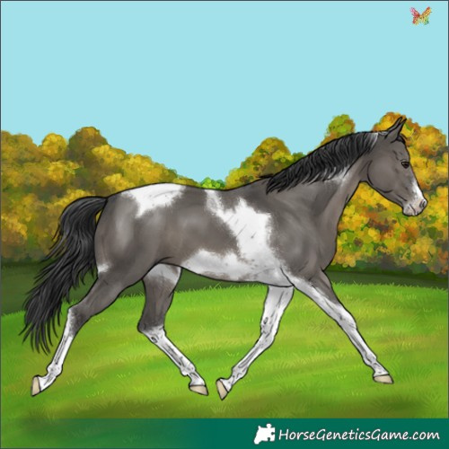 Horse Color:Grullo Tobiano Frame 