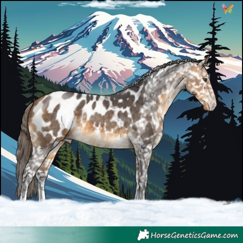 Horse Color:Buckskin Sabino Appaloosa Rabicano 