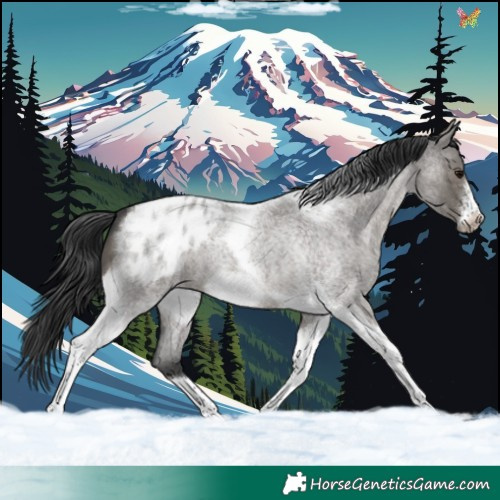 Horse Color:Grullo Roan Tobiano Frame Blanket 