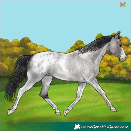 Horse Color:Grullo Roan Tobiano Frame Appaloosa 