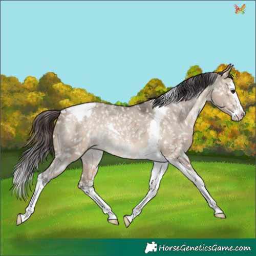 Horse Color:Bay Dun Sabino Splash Tobiano Appaloosa Rabicano 