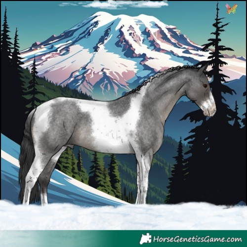 Horse Color:Blue Roan Tobiano Frame 