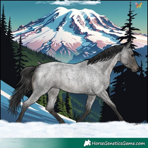 Horse Color:Blue Roan 