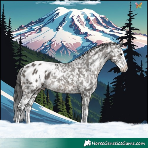Horse Color:White Spotted Grullo Splash Appaloosa Rabicano 