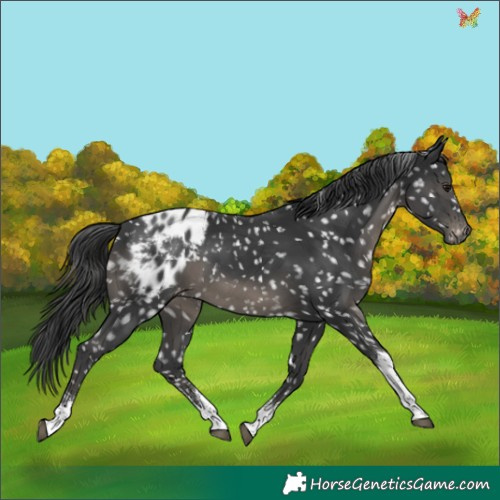 Horse Color:Black Sabino Tobiano Appaloosa 
