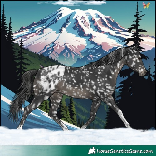 Horse Color:Black Sabino Tobiano Appaloosa 