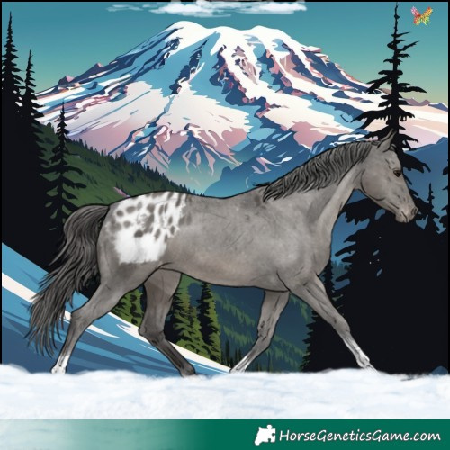 Horse Color:Grullo Tobiano Appaloosa Rabicano 