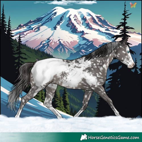 Horse Color:Smoky Black Sabino Splash Appaloosa Rabicano 