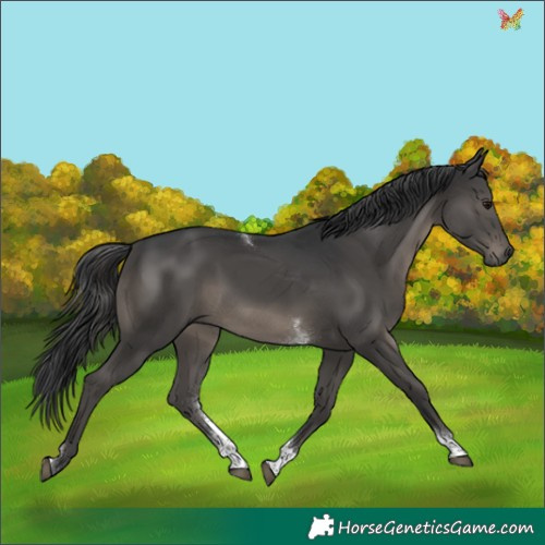 Horse Color:Black Tobiano Rabicano 
