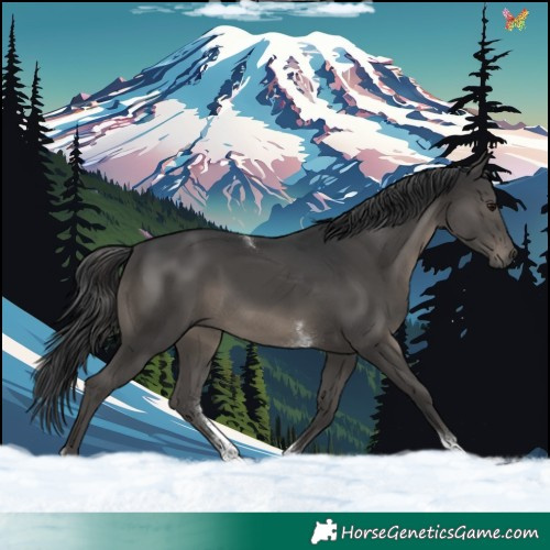 Horse Color:Black Tobiano Rabicano 
