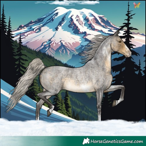 Horse Color:Silver Buckskin Roan Sabino 