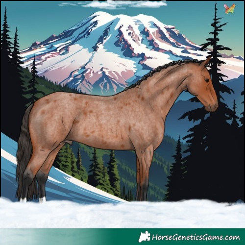 Horse Color:Bay Roan 