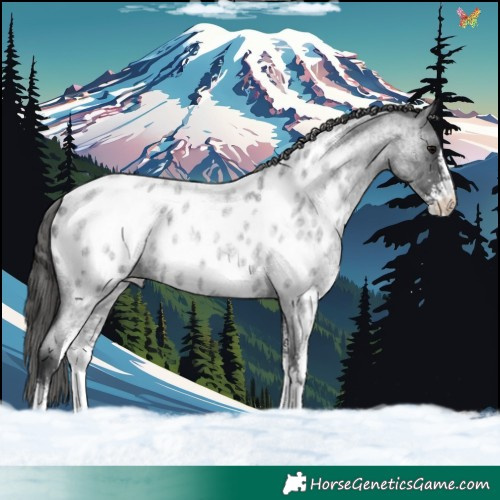 Horse Color:Blue Roan Sabino Appaloosa 