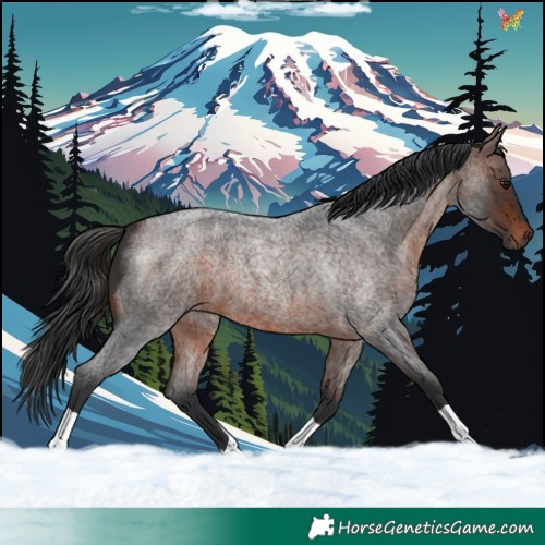 Horse Color:Brown Roan 