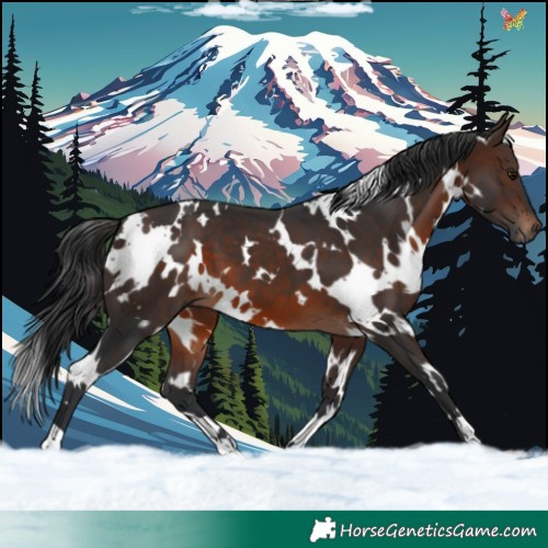 Horse Color:White Spotted Brown 