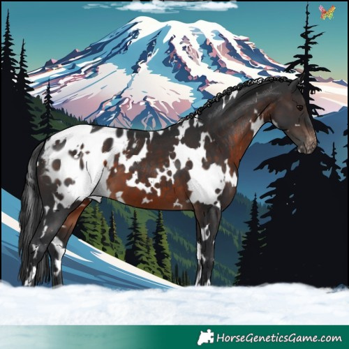 Horse Color:White Spotted Brown Appaloosa 