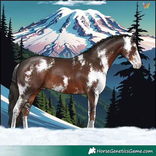 Horse Color:Liver Chestnut Sabino 