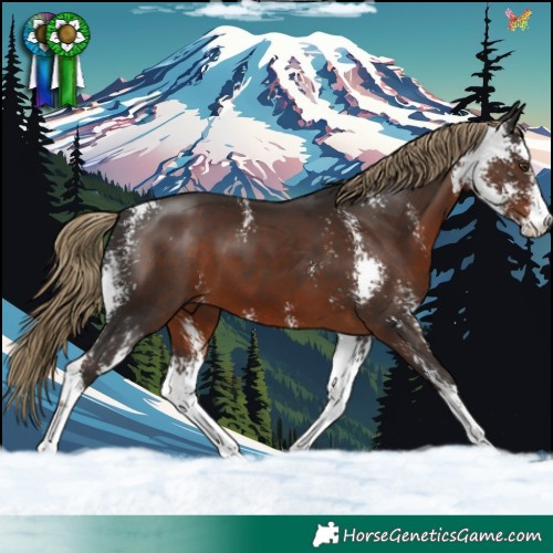 Horse Color:Liver Chestnut Sabino 
