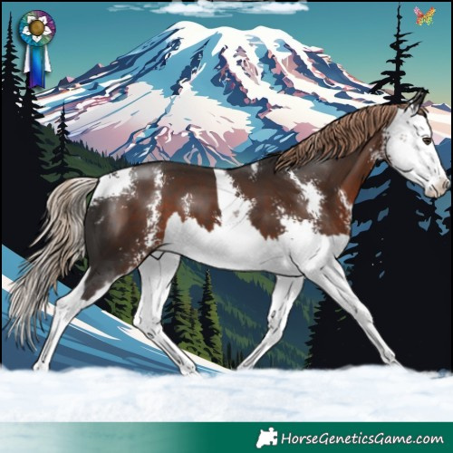Horse Color:Liver Chestnut Sabino Splash 