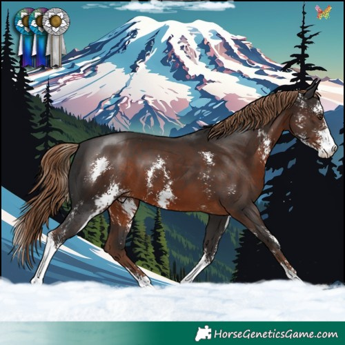 Horse Color:Liver Chestnut Sabino 