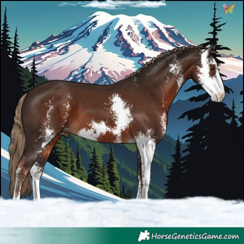 Horse Color:Liver Chestnut Sabino 