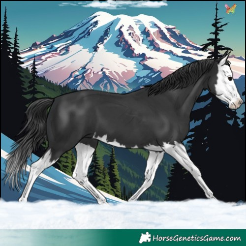 Horse Color:Black Splash 