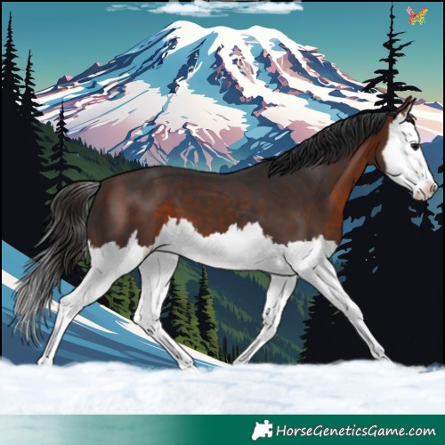 Horse Color:Brown Splash 