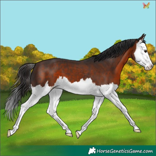 Horse Color:Brown Splash 