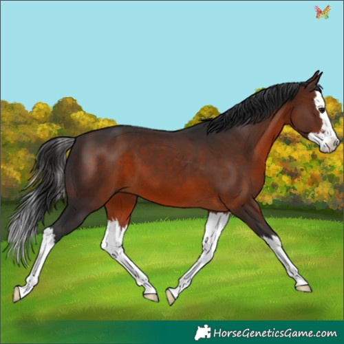 Horse Color:Brown Splash 