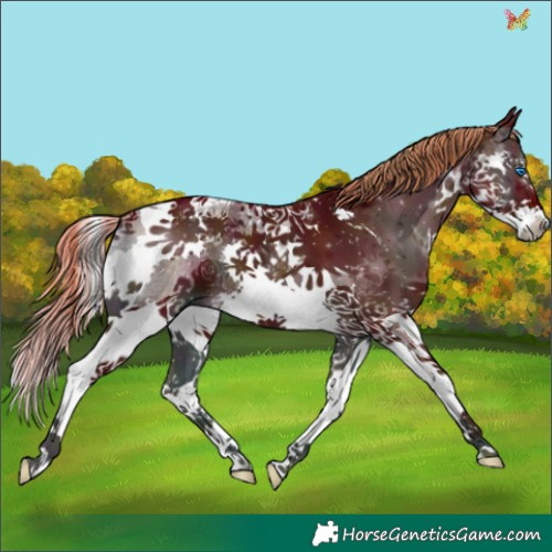 Horse Color:Watercolor White Spotted Midnight Liver Red Onyx Splash Tobiano 