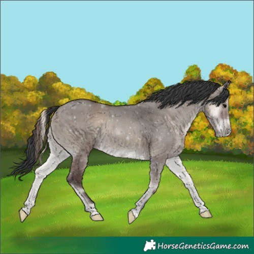 Horse Color:Grullo Onyx 