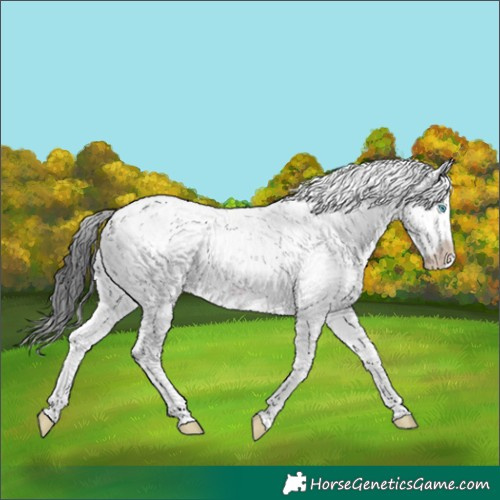 Horse Color:Black Sabino Splash 