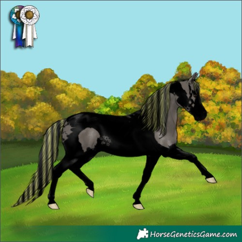 Horse Color:Void Painted Grullo Splash Tobiano 