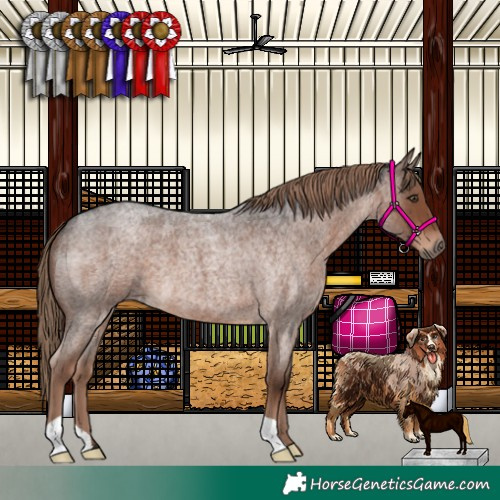 Horse Color:Liver Red Roan 