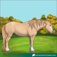 Horse Color:Gold Champagne 