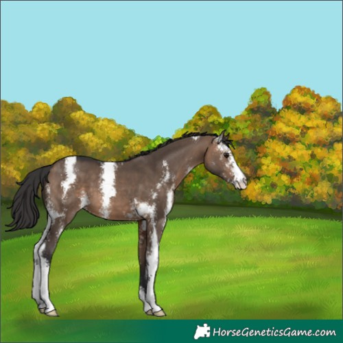 Horse Color:Brown Dun Sabino 