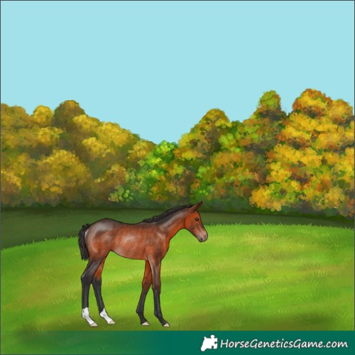 Horse Color:Brown Rabicano 