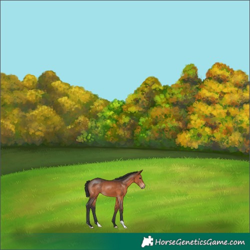 Horse Color:Brown 