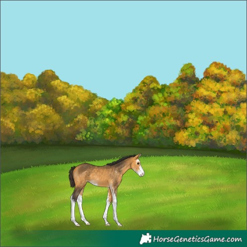 Horse Color:Buckskin Sabino 