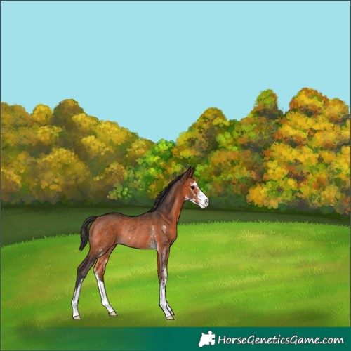 Horse Color:Bay Sabino Rabicano