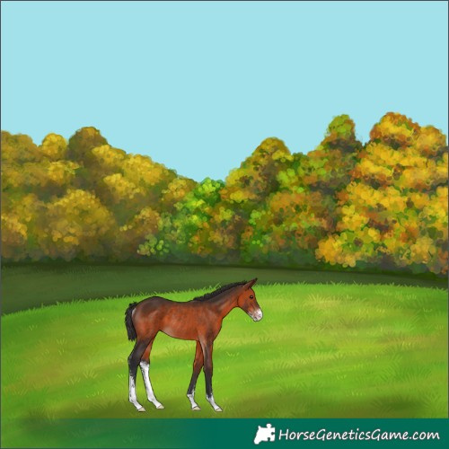 Horse Color:Brown Sabino Rabicano 