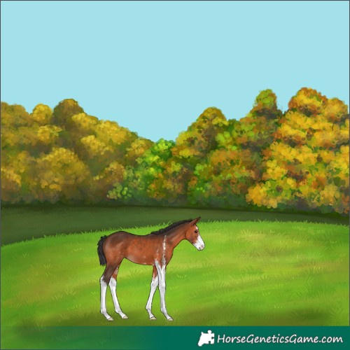 Horse Color:Brown Sabino 