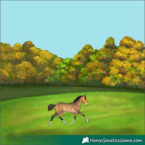 Horse Color:Buckskin Rabicano 